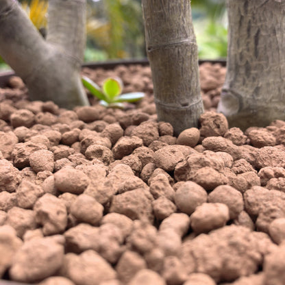 Arcilla Expansiva para jardinería 1.5 Kg