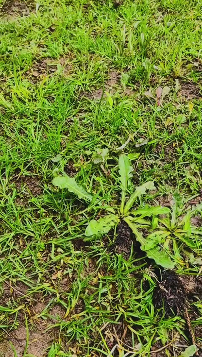 Herramienta extractor de malezas de diente de león